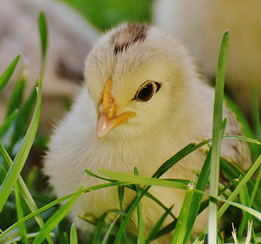 Питание животных