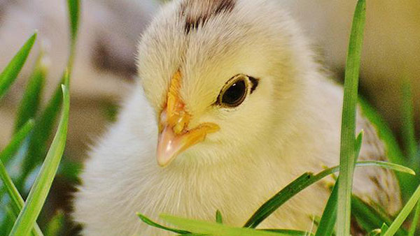 Питание животных