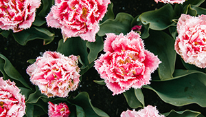 Цитронеллил ацетат