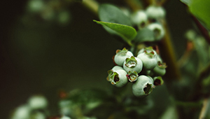 Нерилацетат