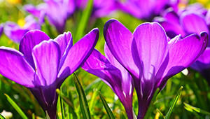 Метилионон