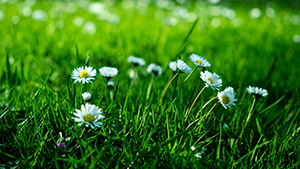 Гидроксицитронеллаль