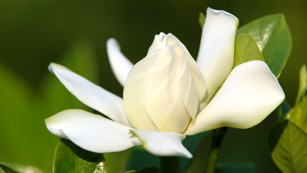 Этил линалоол